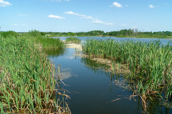 Лесное озеро / Озеро,рогоз и голубое небо в июне