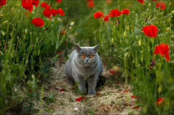 Guardiana dei papaveri / Британская кошка в маковом поле.
