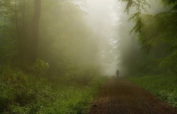 В тумане .. / Утренний лес .