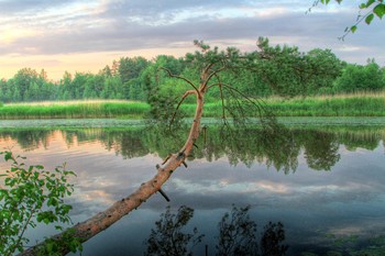 Сосна у реки / Июнь