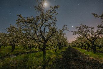 Ночь в саду / Цветущие груши в лунном свете. Звёздная весенняя ночь. 
Предгорный район. Апрель, 2020 год. 
Фотопроект «Открывая Ставрополье».