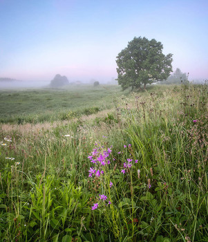 Летнее утро / Панорама