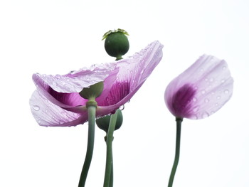 &nbsp; / Mohnblüten und Regentropfen, in einer kurzen Regenpause fotografiert