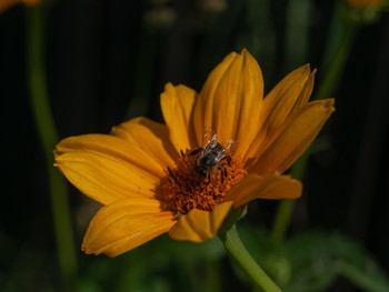 Утренний цветок / Пчела собирает нектар с цветка солнечным утром