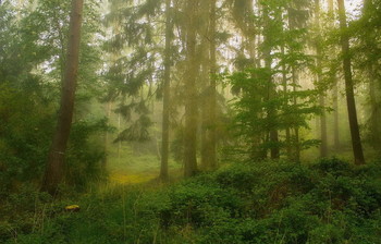 Просвет.. / Туманное утро в лесу .