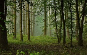 Утренние туманы / Лесной утренний пейзаж .