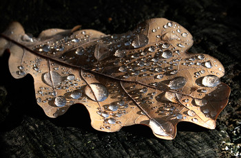 Дождевые композиции... / Украшения осенних листьев...
