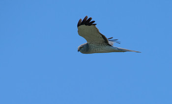 Northern harrier / Северный лунь – эндемичный вид северо-американского континента. Он распространяется от Аляски и Канады до юго-восточной части США. С наступлением зимы северный лунь мигрирует из Канады, северной Дакоты, Миннесоты и Нью-Йорка в страны расположенные южнее, залетая даже в Панаму и Колумбию. 
Северный лунь постоянно облетает свою территорию во всех направлениях. Он обычно охотится, летая над полями, осматривая землю.