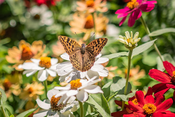 &nbsp; / Proceso de las mariposas.