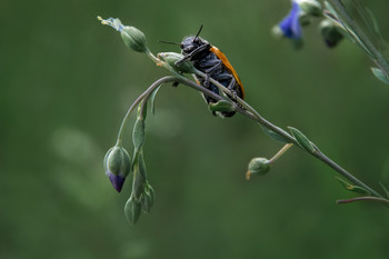  / nature, insects