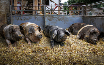  / 4 Schweine