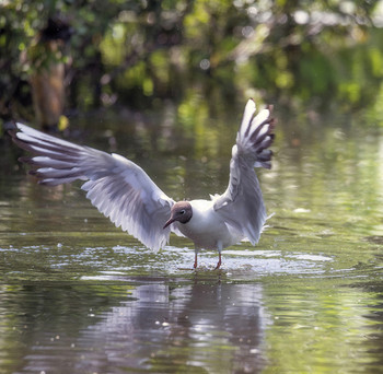 Идущая по реке / Серебрянка