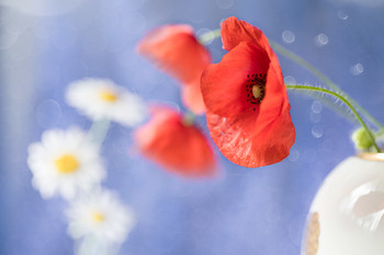 Июльская фантазия... / Всем спасибо! Хорошего дня!