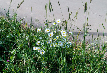 Природа и цивилизация. / Примостились у дорожки.