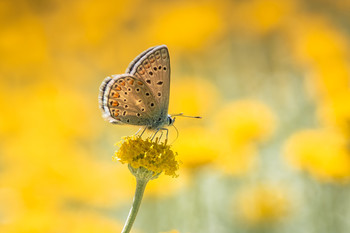 &nbsp; / Días para observar mariposas.