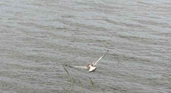 улетающая мэри / квадрат