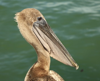 Пеликан коричневый / Остров Марко