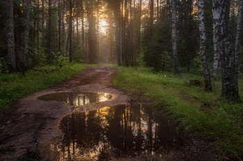 Вечерний лес после дождя / Июльские прогулки