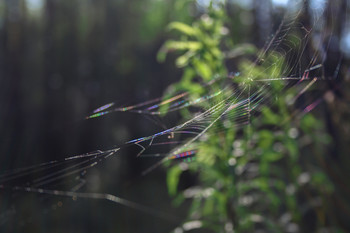 Rainbow SpiderWeb / somehow in the forest ...