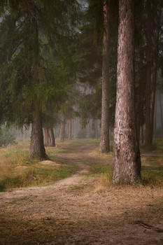 Середина лета / Сосновый лес ранним утром