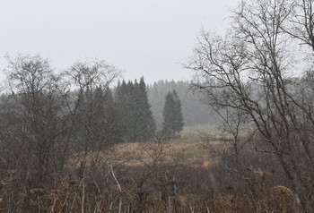 шествие / комиссары трэша