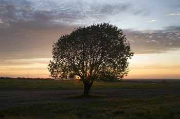 Одинокое дерево на закате / Волоколамский район. Закатное солнце