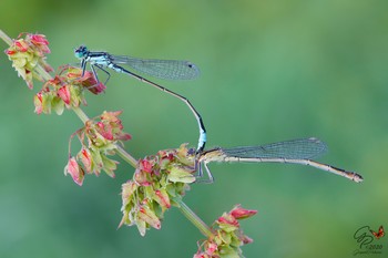 &nbsp; / Ischnura elegans (male and female)