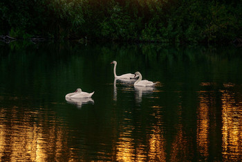 Лебединое озеро... / Лебединая семья...