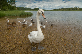 На озере... / ***