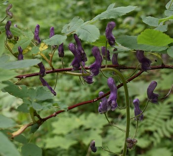 прозревающие / квадрат