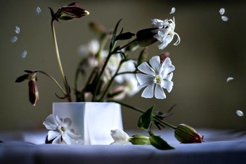 Белые цветы. / ***
