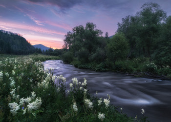 Пока цветет таволга / Вечерние сумерки на речке Сема, Ш... инский район Республики Алтай, июль 2020