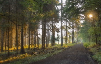 Cолнце рисует утро ... / Утренний лесной пейзаж .