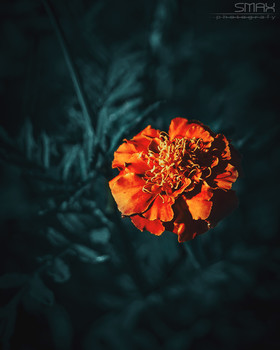 Летняя прогулка / Барбархатцы