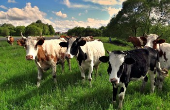 Летняя прогулка / Во время летней прогулки повстречали стадо коров которых пасли два пастуха. Коровы откормленные на летнем пастбище. В деревнях редкость стало держать коров.