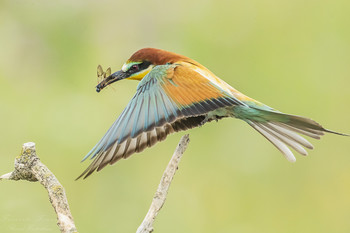 &nbsp; / flying by the bee-eater