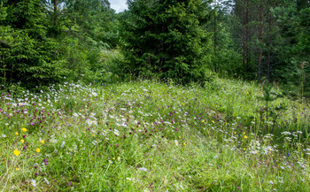 Летняя прогулка / Карелия