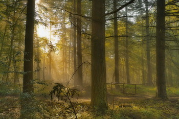 Пробуждение / Утренний лесной пейзаж .