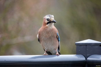 &nbsp; / Jay
Species
The jay is a songbird of the raven family. It is spread over Europe, parts of North Africa and the Middle East as well as in a wide belt through Asia and there southwards to Indochina. It breeds in light, structure-rich forests of all kinds, but in Central Europe it prefers mixed and deciduous forests. Its food spectrum is very diverse, with animal food predominant in the summer months and vegetable food in the winter months. Before winter, extensive stocks of acorns and other nut fruits are established.
 Wikipedia