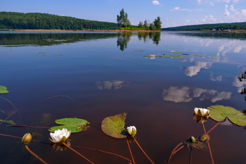 Вариант кадрирования / Не так часто встречаются лилии в проточной воде.