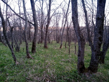 весна 2 / апрель в воронежской