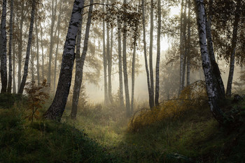 Туманный лес / Утро в березовой роще недалеко от города