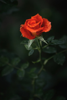 Роза в сумраке. / ***