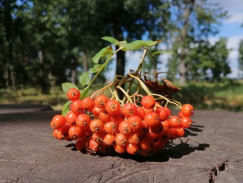 Примета осени / Рябина