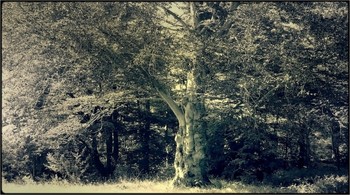 &nbsp; / tree in the park in full sunlight - converted and overlay