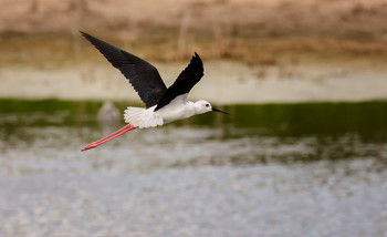 Ходулочник.. / Ходу́лочник (лат. Himantopus himantopus) — птица семейства шилоклювковых (Recurvirostridae). Занесена в красную книгу России.