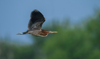 Green heron / Американская зелёная цапля (кваква)
Мне сегодня повезло, удалось сделать снимки летящей кваквы.
По обыкновению эта цапля не совершает &quot;длительных&quot; перелетов в местах охоты, ограничиваясь короткими расстояниями и низко над поверхностью.
Наверняка, проведя месяц в обществе этих птиц , вы хорошо изучите их повадки и сьемка летящей цапли для вас будет простым и обыденным делом)