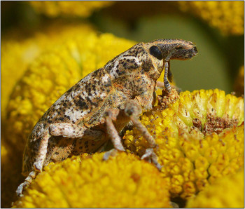 Долгоносик. / Отряд ЖЕСТКОКРЫЛЫЕ или ЖУКИ, семейство ДОЛГОНОСИКИ (Curculionidae)