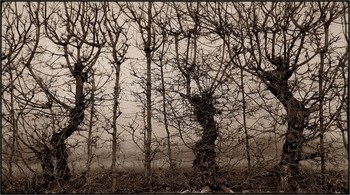 &nbsp; / panorama view on trees in a row - convertd to sepia