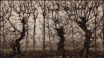 / panorama view on trees in a row - convertd to sepia